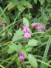 Impatiens glandulifera