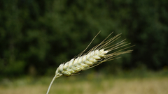 Triticum durum