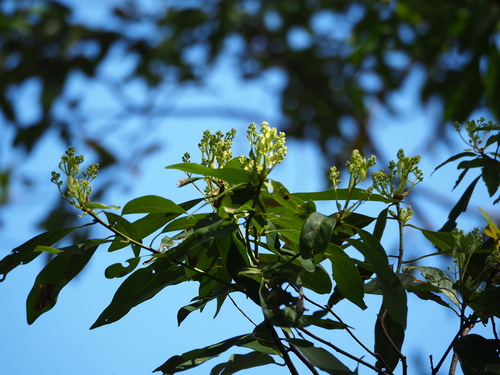 Image of Machilus zuihoensis by no rights reserved