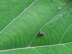 Brenthia formosensis