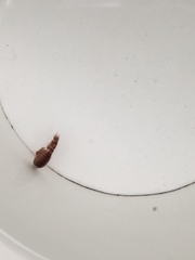 Ctenolepisma lineatum
