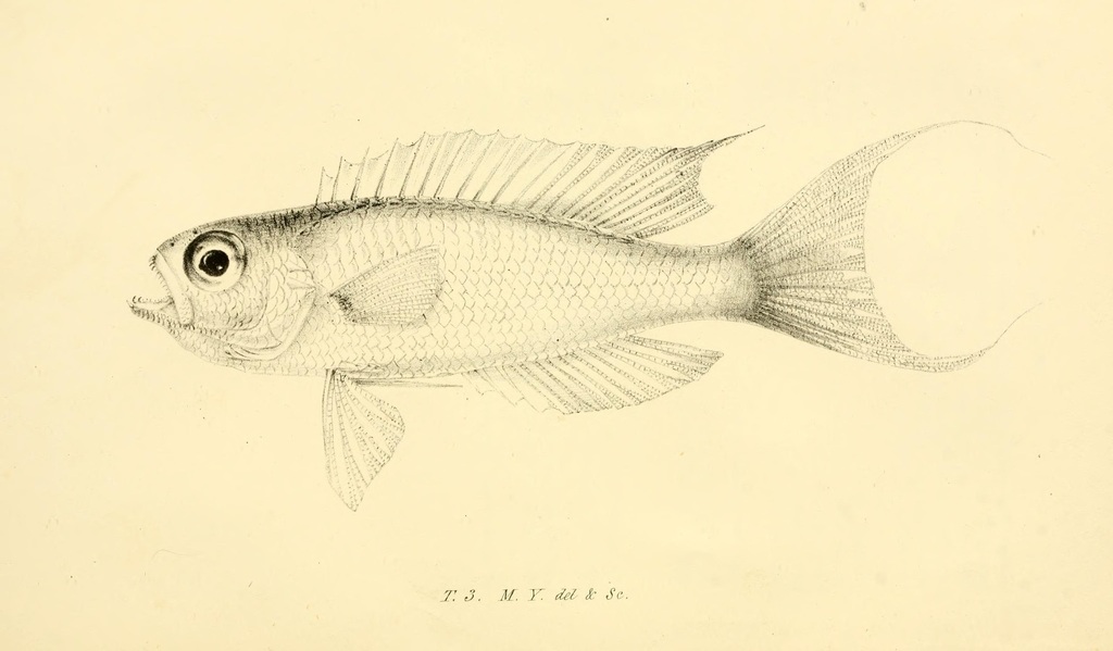 Parrot Sea-Perch