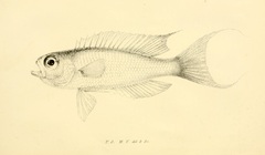 Parrot Sea-Perch photo 1