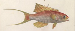 Parrot Sea-Perch photo 2
