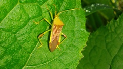 Nematopus