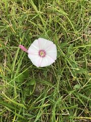 Convolvulus arvensis