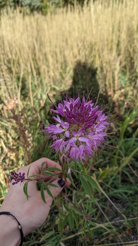 Cleomella serrulata