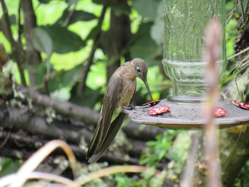 Giant Hummingbird (Northern)