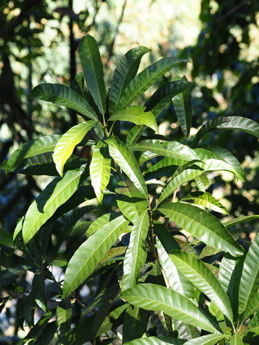 Image of Lucuma campechiana by no rights reserved