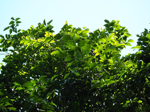 Image of Nilgiri Elm (Celtis tetrandra) by no rights reserved
