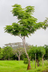 Aralia excelsa