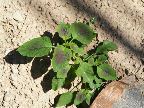 Amaranthus tricolor, photograph 1