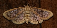 Herpetogramma thestealis