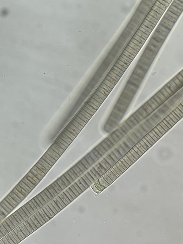 Oscillatoria limosa observed 2025-03-17
