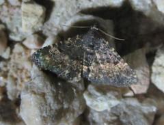 Metalectra diabolica