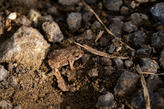 Rhinella humboldti