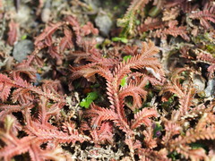 author not stated, no rights reserved Selaginella repanda, photograph author not stated, no rights reserved
