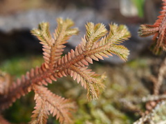 author not stated, no rights reserved Selaginella repanda, photograph author not stated, no rights reserved