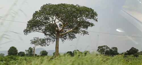 tall-boy star-chestnut