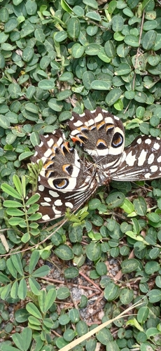 Citrus Swallowtail