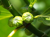 Hauili Fig Tree - Photo no rights reserved, uploaded by 葉子