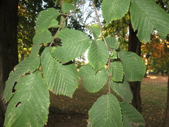 Ulmus ×hollandica