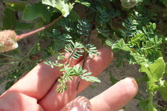Dalea emarginata