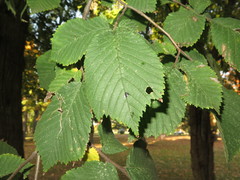 Ulmus ×hollandica
