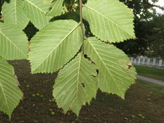 Ulmus ×hollandica