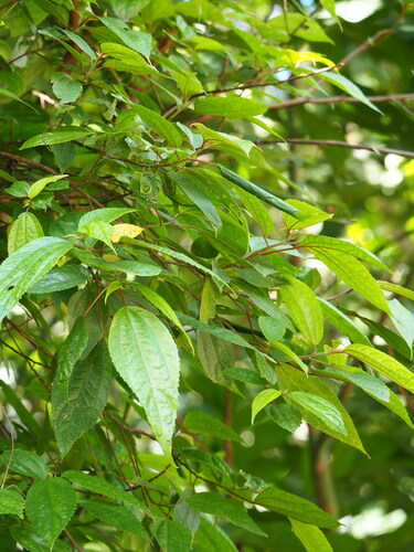 Image of Oreocnide pedunculata by no rights reserved