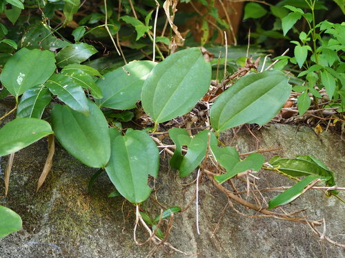 Image of Smilax bracteata by no rights reserved