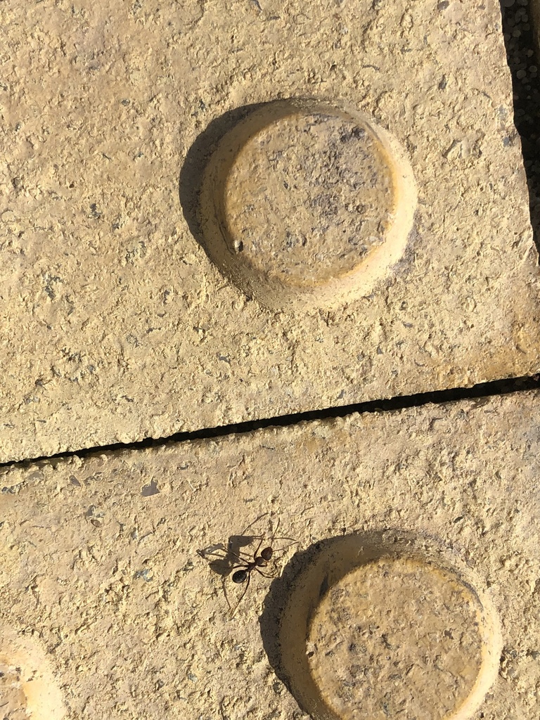 Formica subrufa