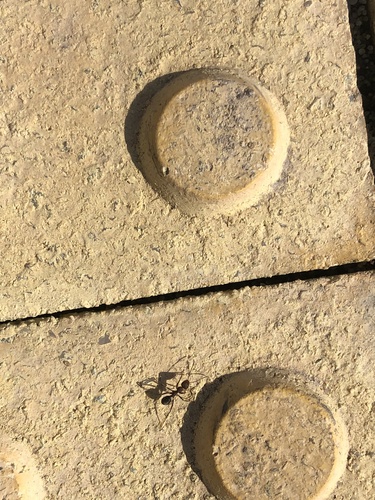 Formica subrufa