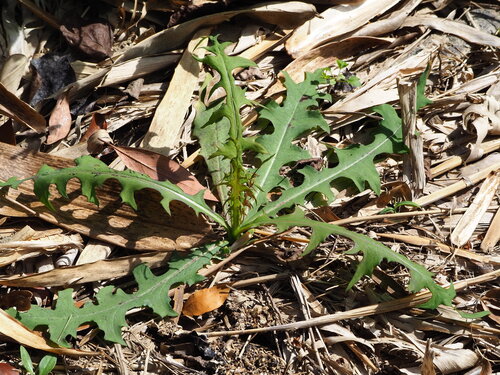 Image of Lactuca indica by no rights reserved