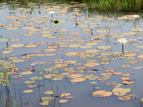 Egyptian white water-lily