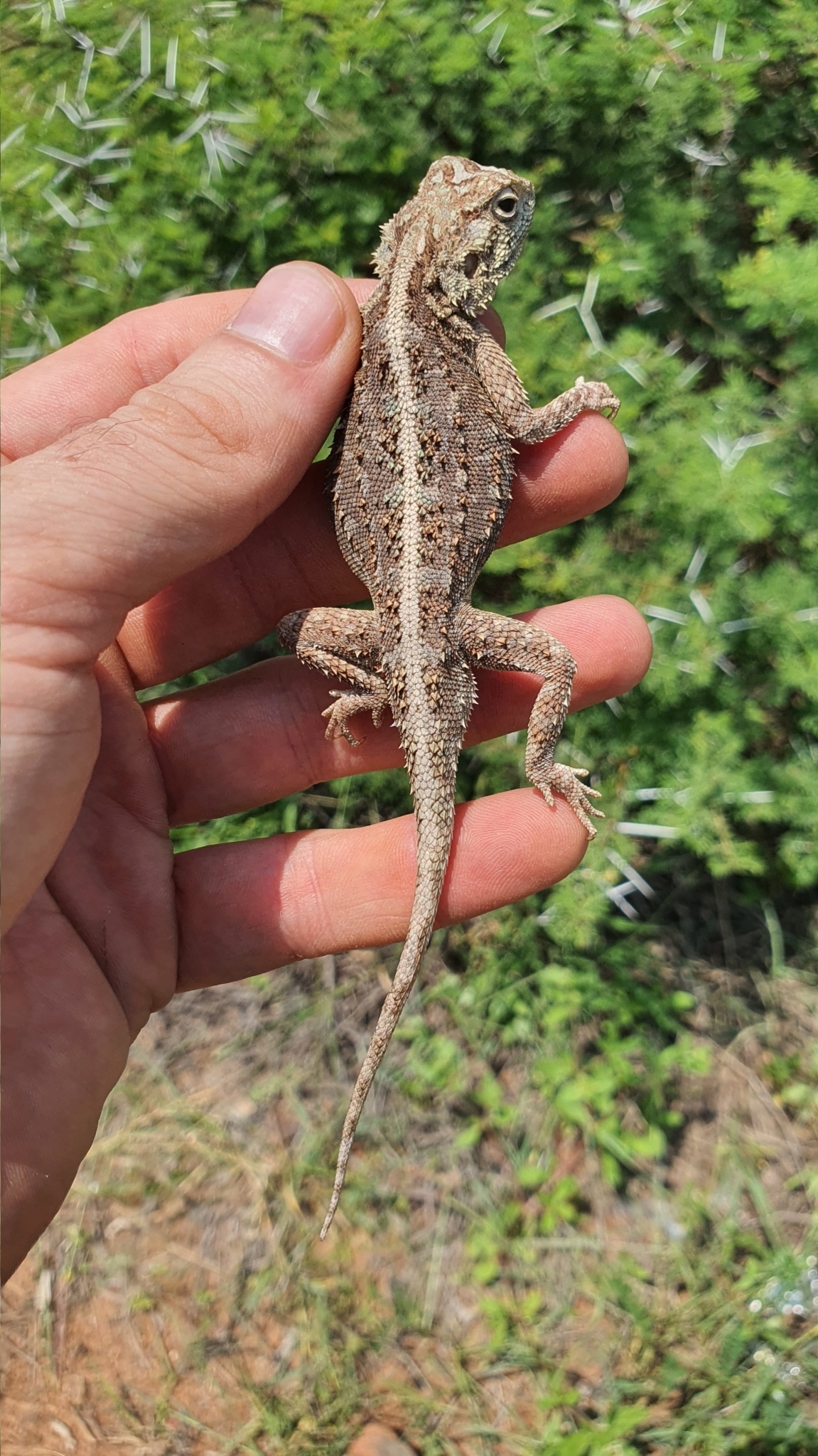 Agama aculeata distanti (Boulenger, 1902)