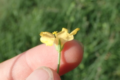 Linum alatum