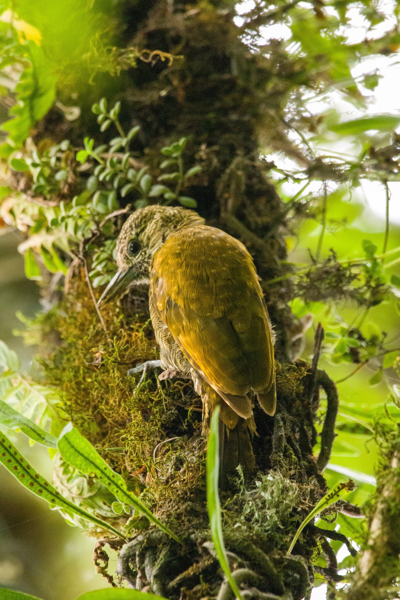Dot-fronted Woodpecker (Veniliornis frontalis), photo 7