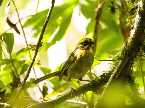 Yellow-striped Brushfinch (Atlapetes citrinellus), photo 6