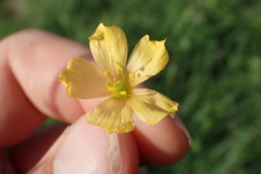 Linum alatum