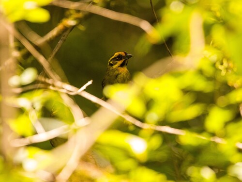 Yellow-striped Brushfinch (Atlapetes citrinellus), photo 7