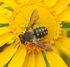 Anthidium maculosum