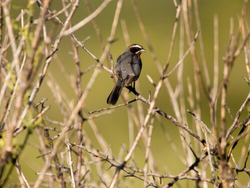 Black-and-chestnut Warbling Finch (Poospiza whitii), photo 2