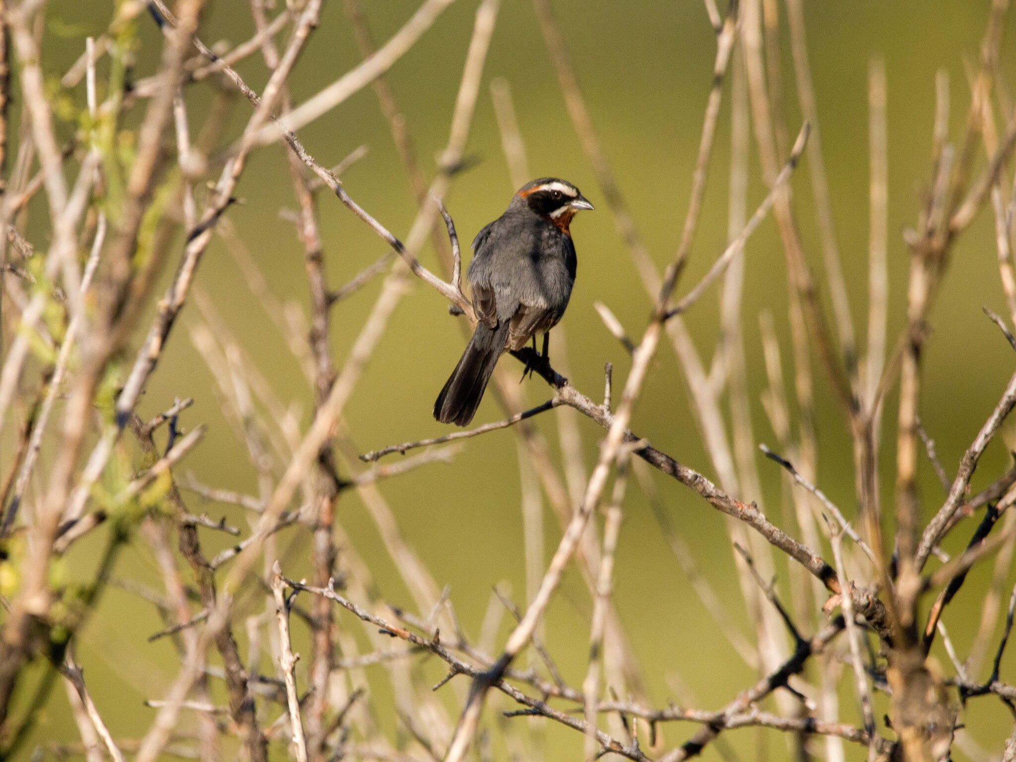 Black-and-chestnut Warbling Finch (Poospiza whitii), photo 5