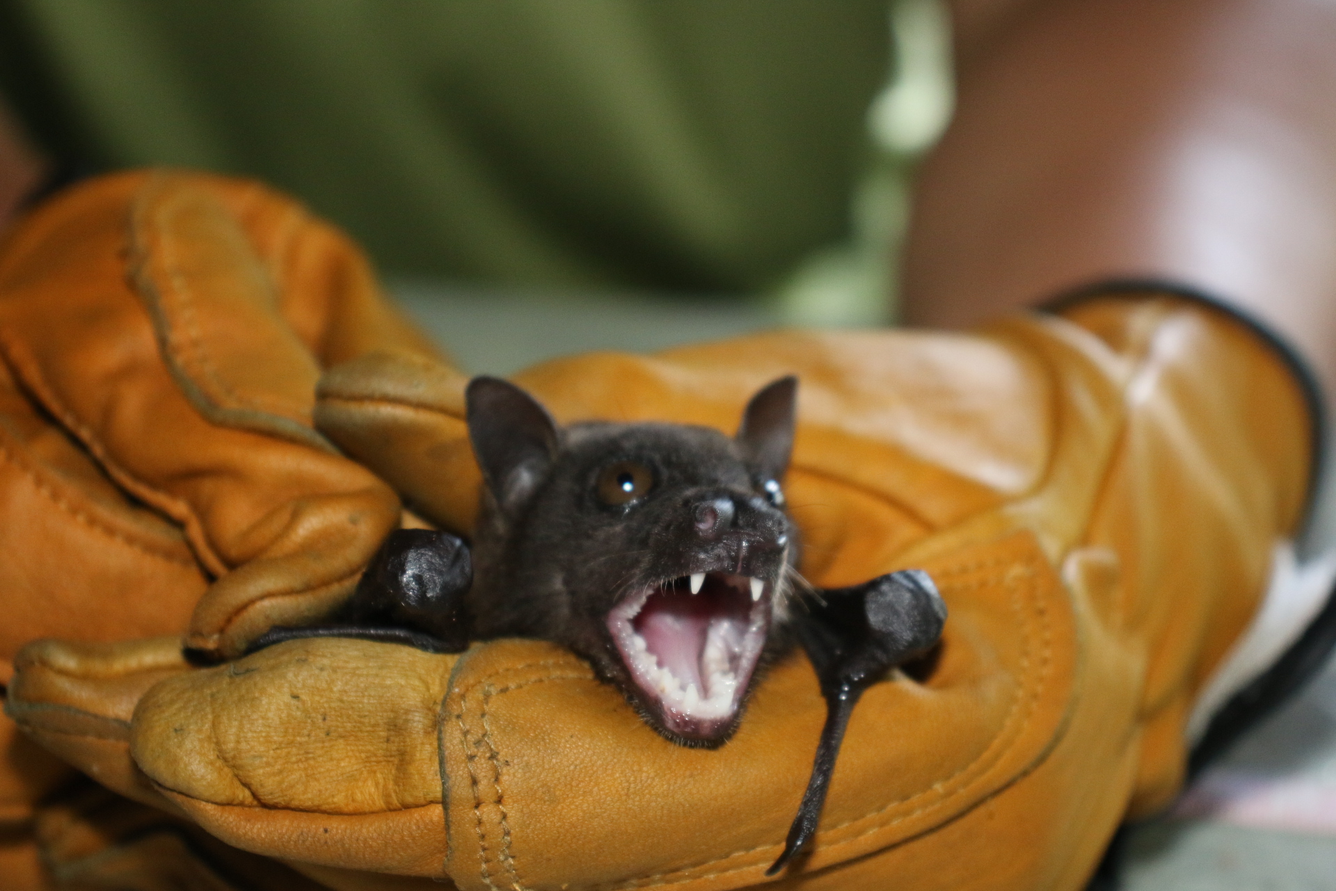 Greater Musky Fruit Bat photo 7