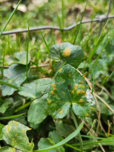 Aecidium ficariae