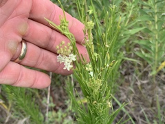 Asclepias verticillata