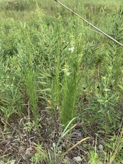 Asclepias verticillata