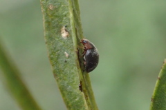 Scymnini