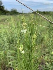 Asclepias verticillata